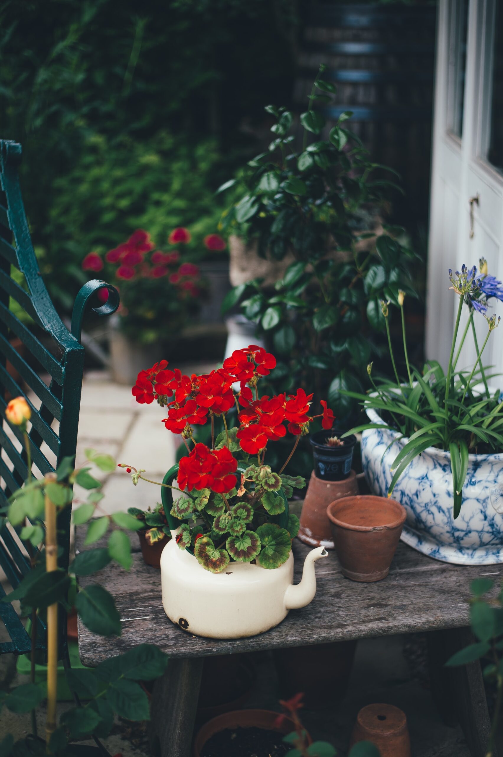 watering can with leaves and red flowers in small garden