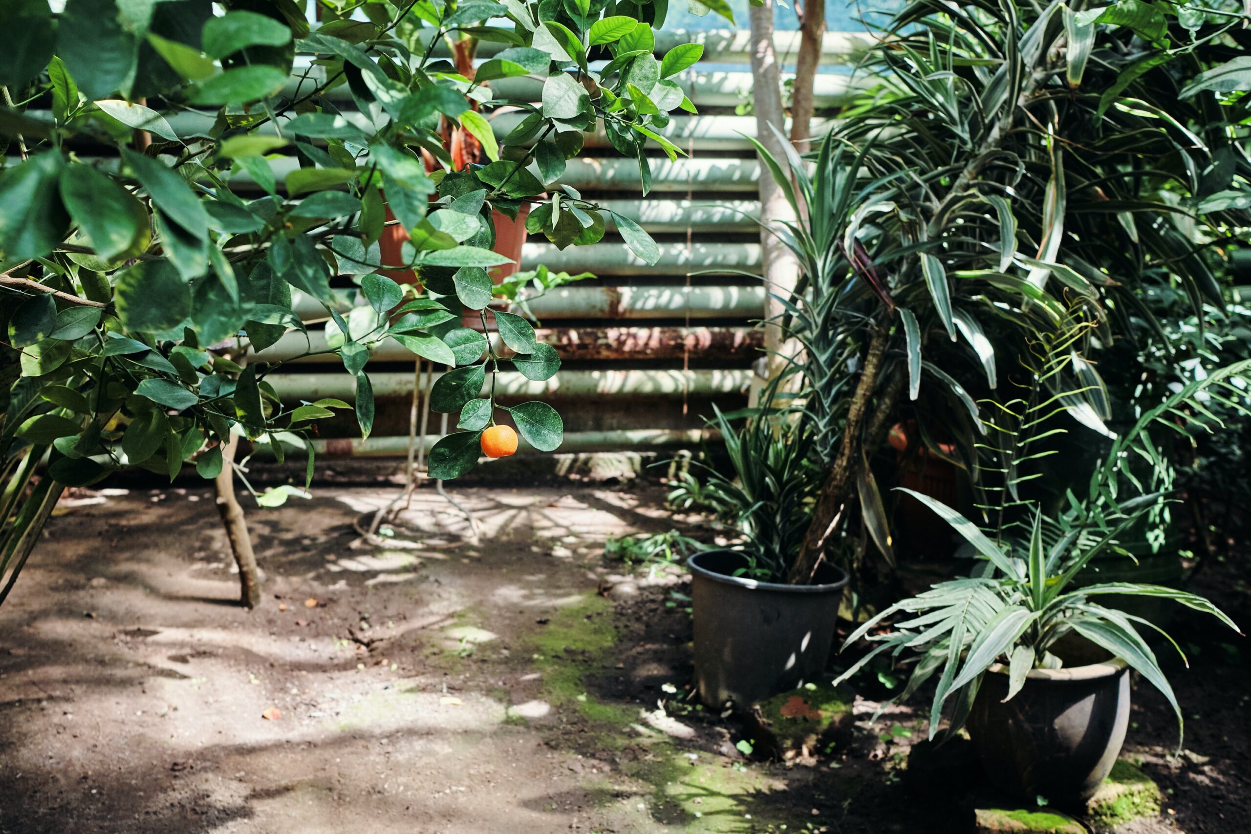 beautiful landscape garden with trees and steps