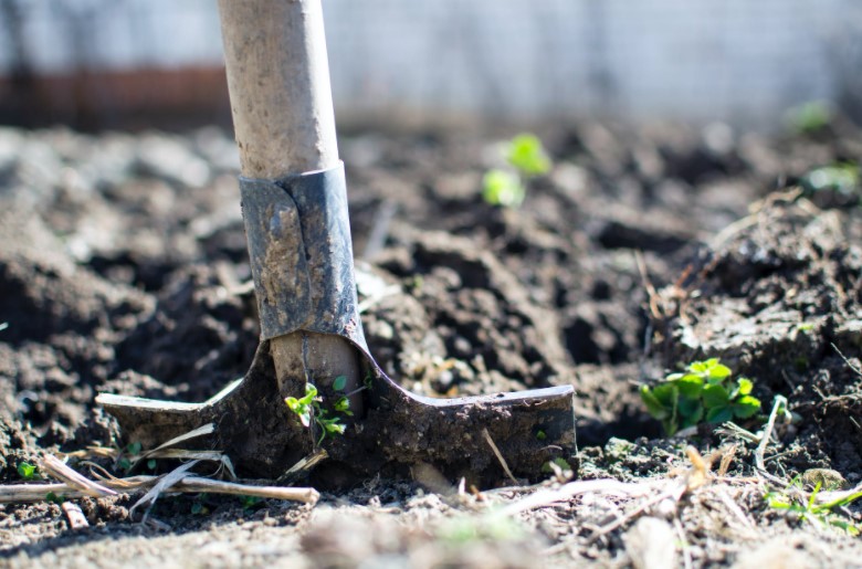 Gardening tool in soul with seedlings