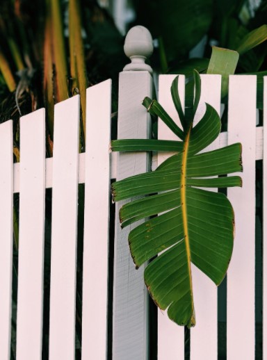leaf with white picket modern fence