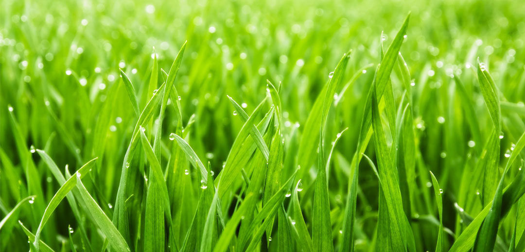 Lawn Grass Types